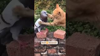 Kedi 🆚 Güvercin 🤣