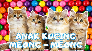 ANAK KUCING MEONG MEONG - kucing lucu banget bikin ngakak KUCING PERSIA LUCU #kucinglucu