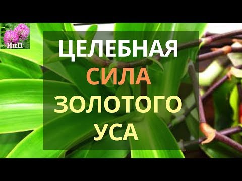 Золотой Ус от артрита, язвы, экземы и варикоза