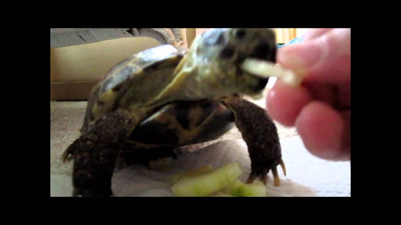 keishon the magic cucumber eating russian tortoise YouTube