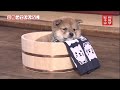 豆助っていいな。１４代目＃１１（歴代豆助 １３代目①）[Shiba Inu / Mameshiba/Puppy]