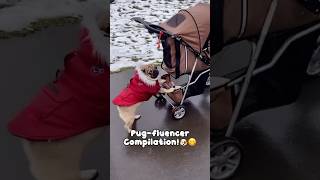 The Craziest Pug Compilation EVER!
