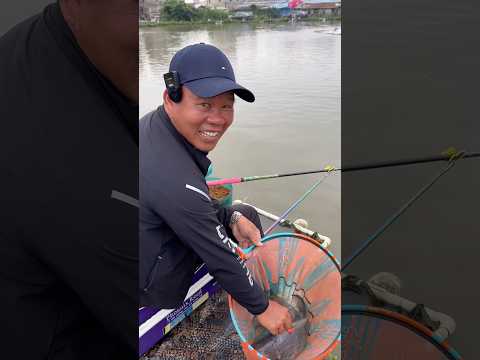 650 tệ cho 4 tiếng câu cá rô phi lật vợt Trung Quốc #chungnguyenfishing  #shorts