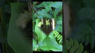 Orange Blossoms sung MTBG #shorts #music #oldmusic #publicdomainmusic #nature
Orange Blossoms sung MTBG #shorts #music #oldmusic #publicdomainmusic #nature Orange Blossoms sung MTBG #shorts #music #oldmusic #publicdomainmusic #nature