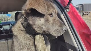 Sadness Is In Full Display After This Dog Was Brought To A Dog Meat Truck By Its Owner. by Animal Rescue Center-LiuLi 1,869 views 3 weeks ago 3 minutes, 48 seconds
