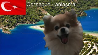 Турецкий / согласие / ОБУЧЕНИЕ/ Турецкий / Турецкий язык / Турецкий онлайн Турецкий / согласие / ОБУЧЕНИЕ/ Турецкий / Турецкий язык / Турецкий онлайн