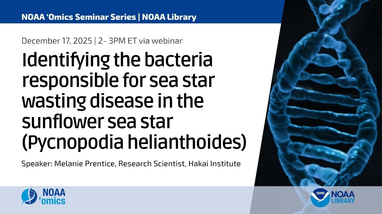 Выявление бактерий, вызывающих болезнь истощения у морской звезды-подсолнечника.
