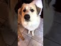 Dog tries mango for the first time, and loves it!