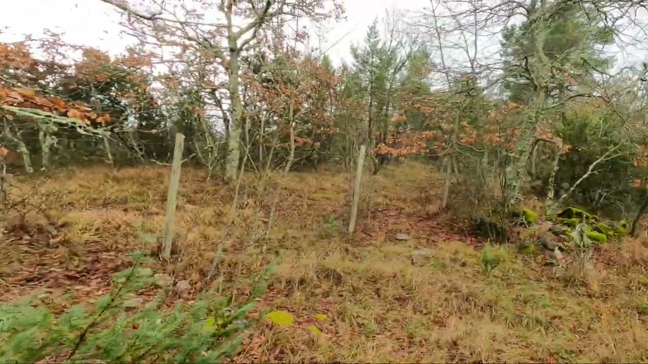 Caccia al cinghiale Umbria 2024/2025