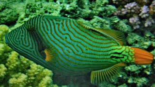 Orangestripped triggerfish (Balistapus undulatus), orange-lined triggerfish