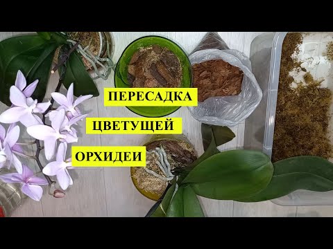 Как пересадить цветущую Орхидею, чтобы она не скинула цветоносы и легко прижилась