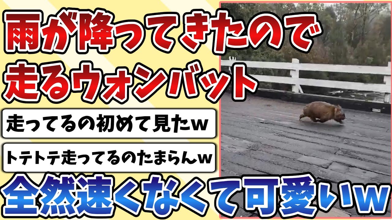 【2ch動物スレ】雨が降ってきたのでお家に急いで帰る『ウォンバット』一生懸命走るも全然速くないのが可愛すぎるｗｗｗ