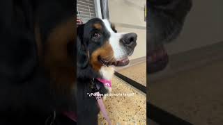 REENCUENTRO DE MI PERRITA CON SU PAPÁ #shortvideo #perros #viral