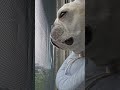 비가와서 슬픈 이순덕씨🐶#강아지쇼츠 #강아지영상 #강아지일상 #애견영상 #비오는날#귀여운강아지동영상