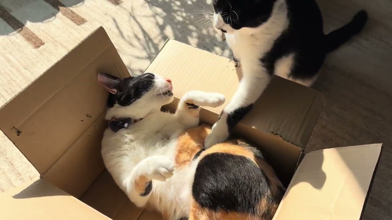 絶対に箱に入りたい猫VS絶対に箱から出たくない猫【決着あり】
