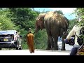 Elephant enclosure in yala national park