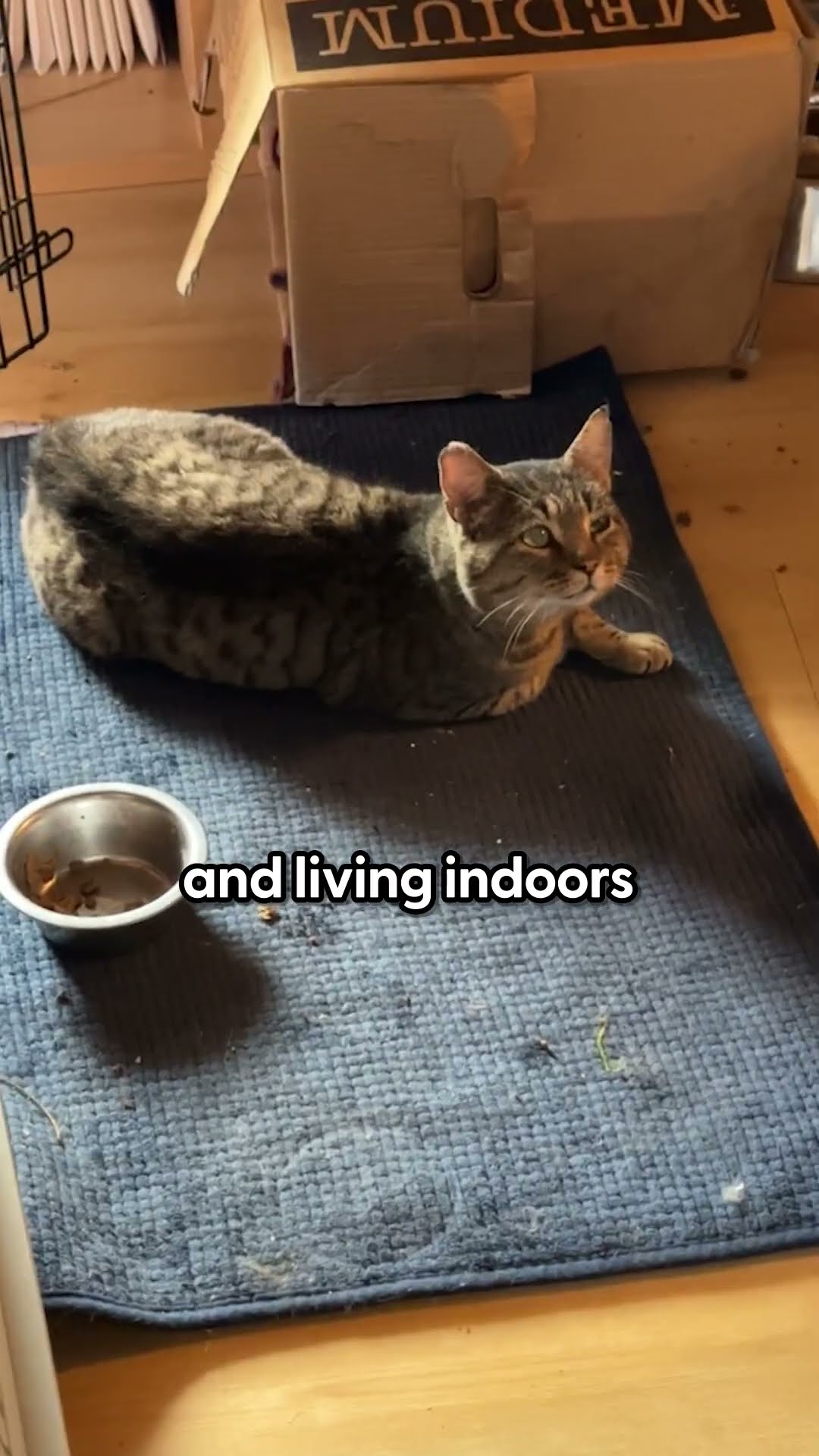 Cat Who Took Two Months To Come Inside Meets Dog Sister | The Dodo