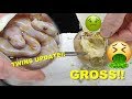 Cutting Open A Moldy Egg !! And Twin Baby Snake Update !!