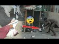 Lucky cross kabootar pkra lia  baby pigeons ki training start kr di petsvlog itspigeonlover