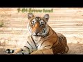 Amazing video of T-84 Arrow head 🤩|| Ranthambhore National park 💚