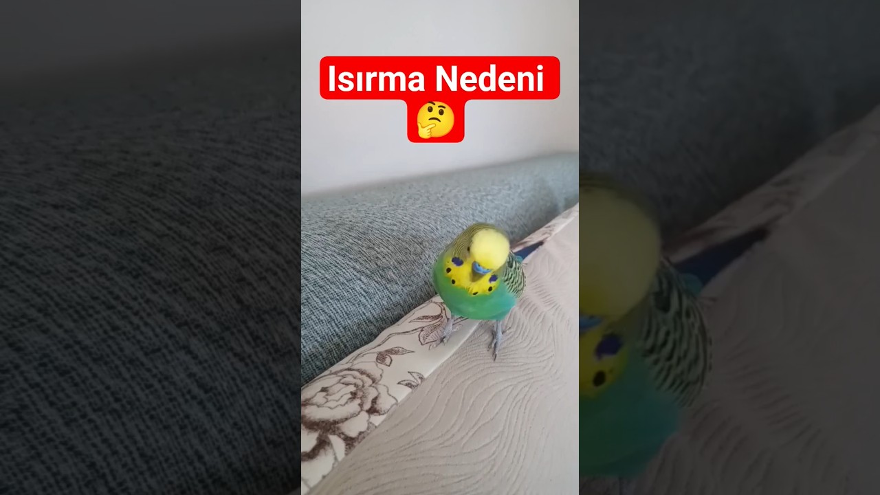 Kuşunuz Elinizi Isırıyorsa Bilimsel Sebebi Bu! 🧠🐦 #KuşIsırması #MuhabbetKuşu #KuşDavranışı #EvcilKuş