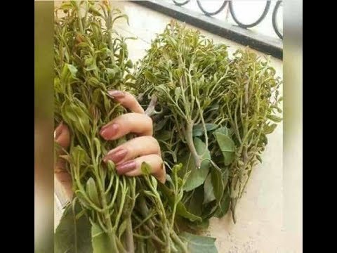 ابو حنظله شيلة تسلم يد المقوت ويسلم ذي قطف دوس يا سواق دوس لكل مولعي
