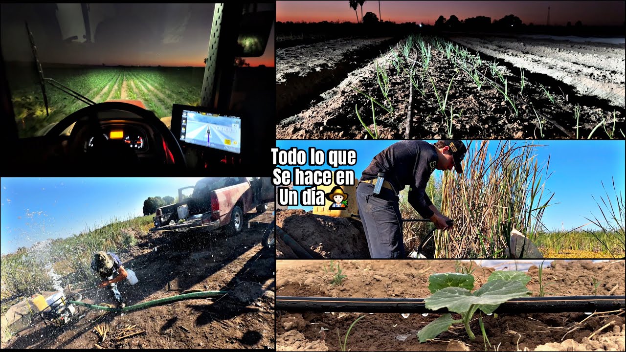 ABOLILLAMOS, CULTIVAMOS Y LE DAMOS EL PRIMER RIEGO ALAS CALABAZAS💦 TODO ESTO EN UN DÍA ‼️