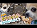 絶対後悔しない愛犬と行きたいおすすめスポット‼️ 琵琶湖バレイで沢山笑顔が見れました