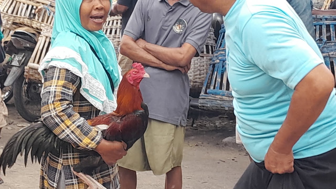 seorang ibu bawa ayam bangkok mangon ke pasar !!! gak nyangka ternyata ayam berkwalitas bro !!!