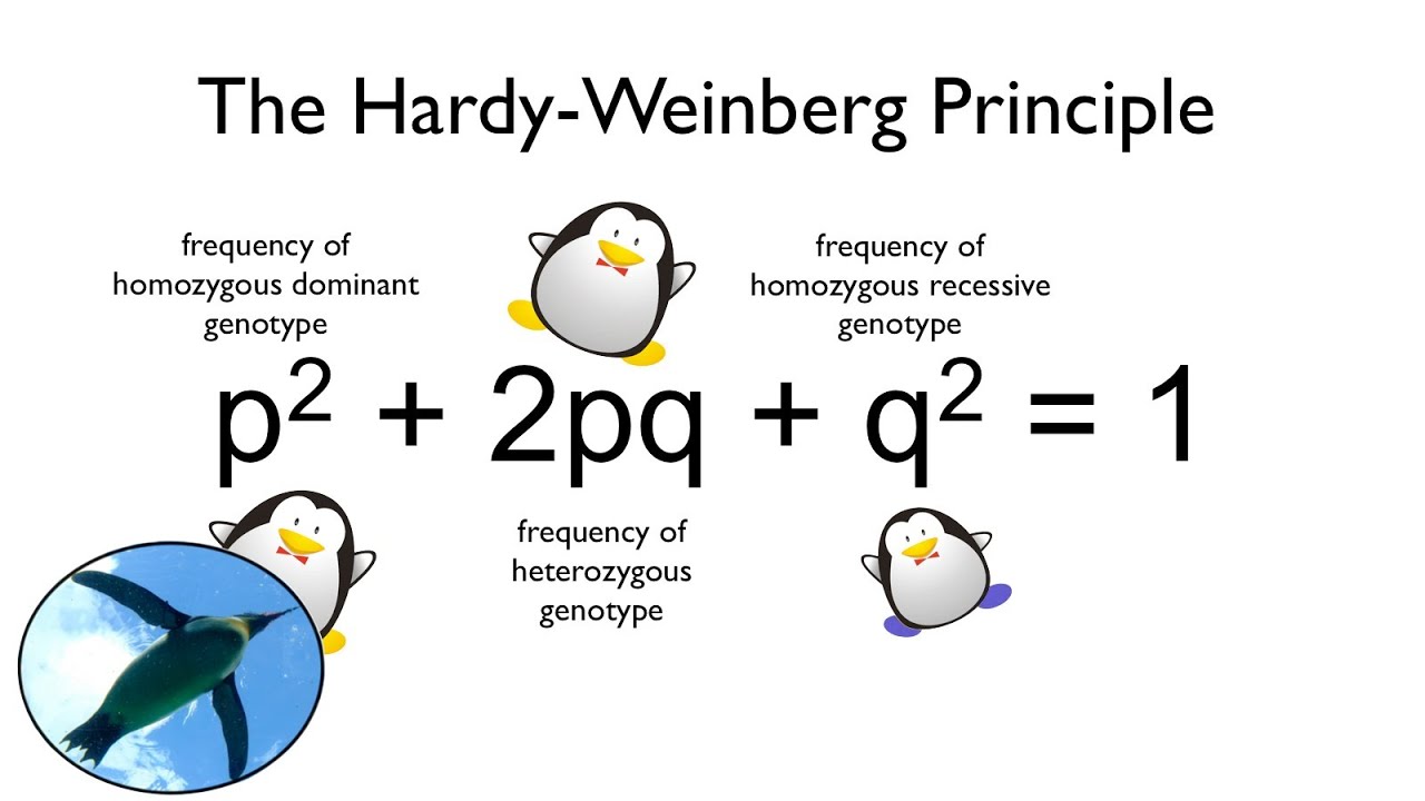 the-hardy-weinberg-principle-watch-your-ps-and-qs-youtube