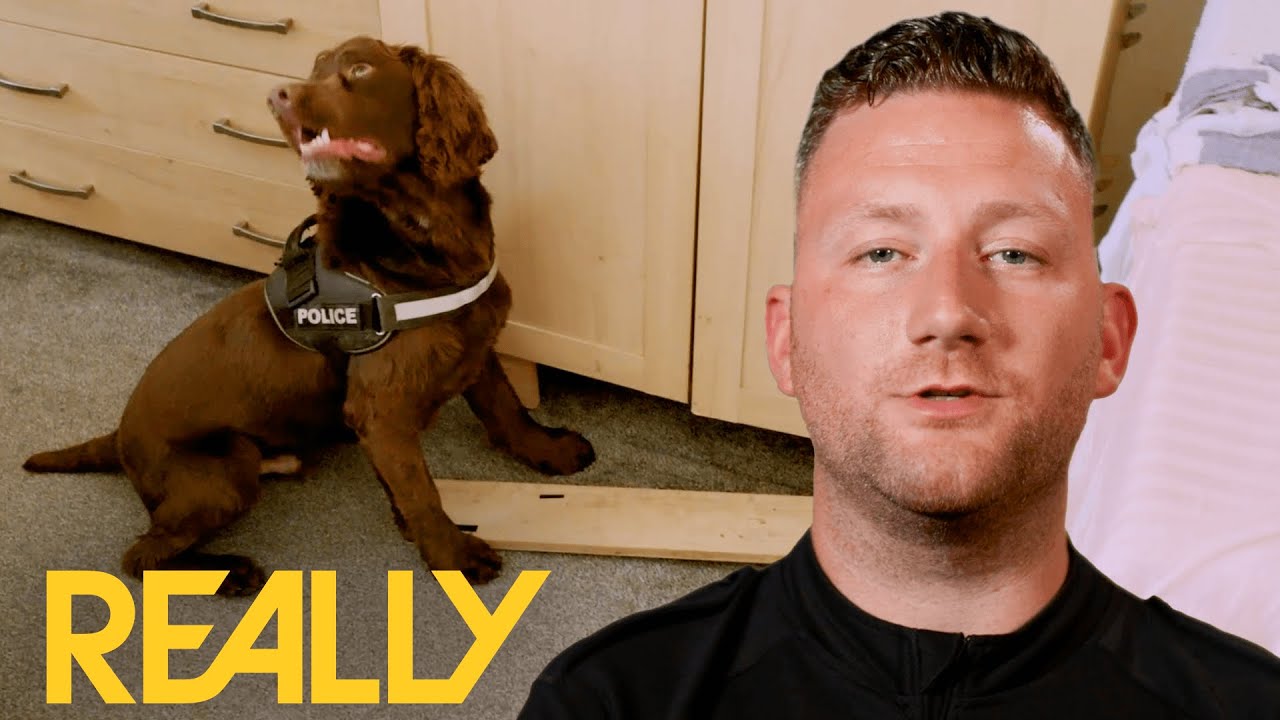 SnifferDog Locates Drugs Inside Two Glasgow Flats Dog Detectives YouTube