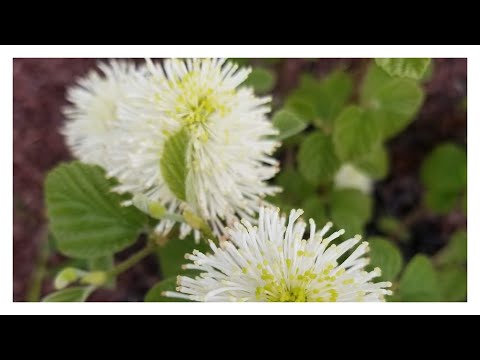 Video: La fothergilla è perenne?