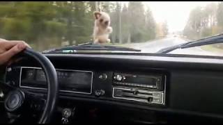 Datsun 1200 With Aisin Amr500 Incar