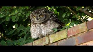 Spotted Eagleowl Hisses and Makes Clicking Sounds