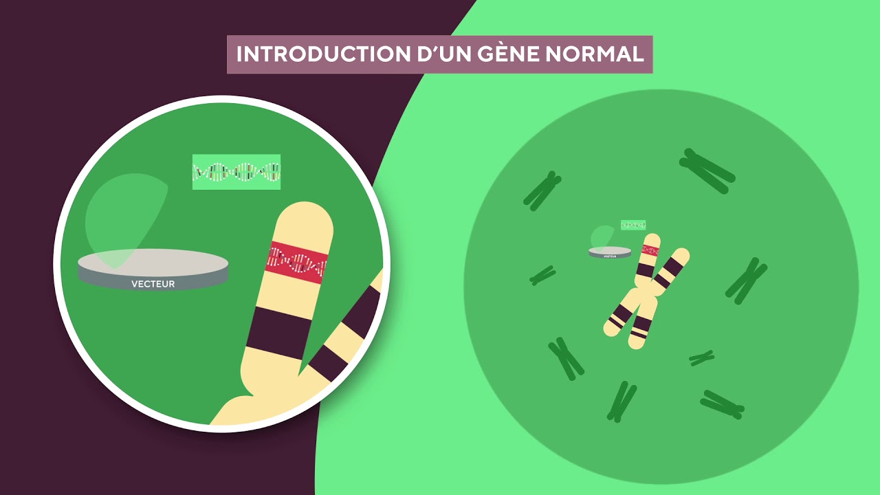 Découvrez la thérapie génique en moins de 3 minutes !