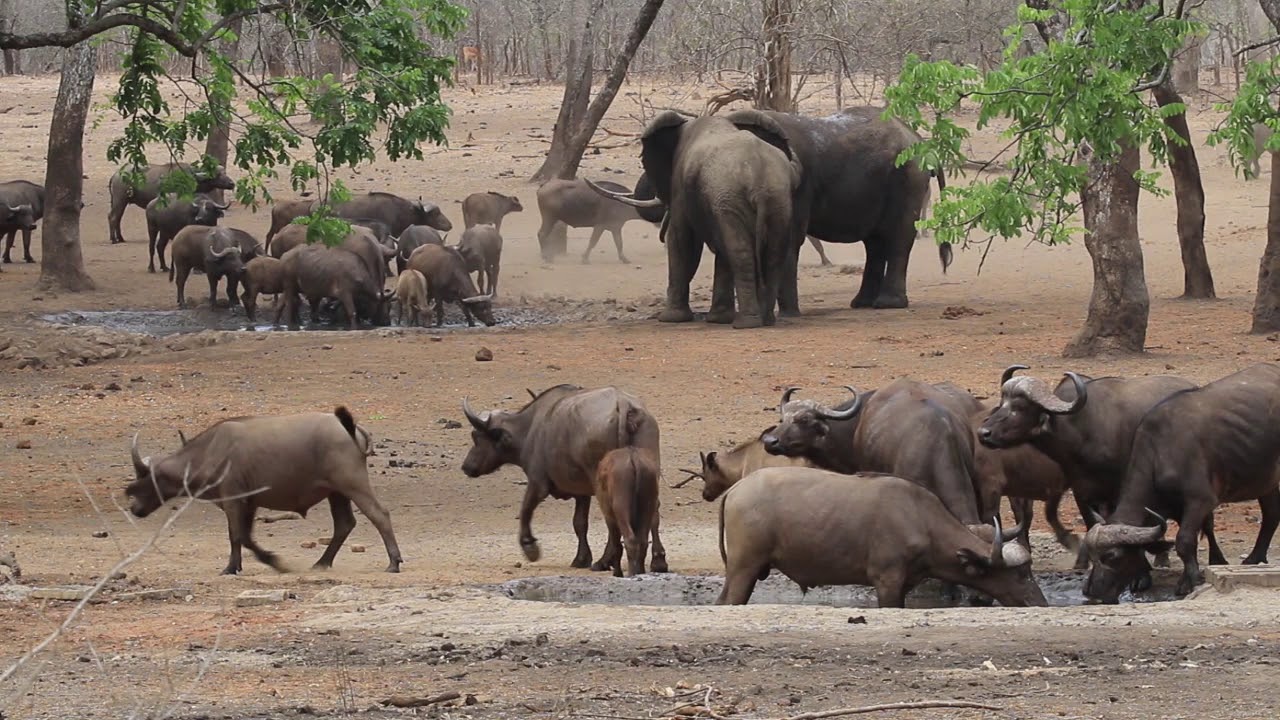 ⁣Malawi 2018   Majete Wildlife Reserve
