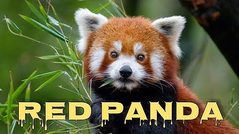 Red panda sounds, red panda squeak
