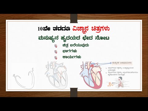 ಮಾನವನ ಹೃದಯದ ಚಿತ್ರ ಬರೆಯುವುದು, ಭಾಗಗಳು ಮತ್ತು ಕಾರ್ಯHuman Heart Diagram Drawing, Labelling and Functions