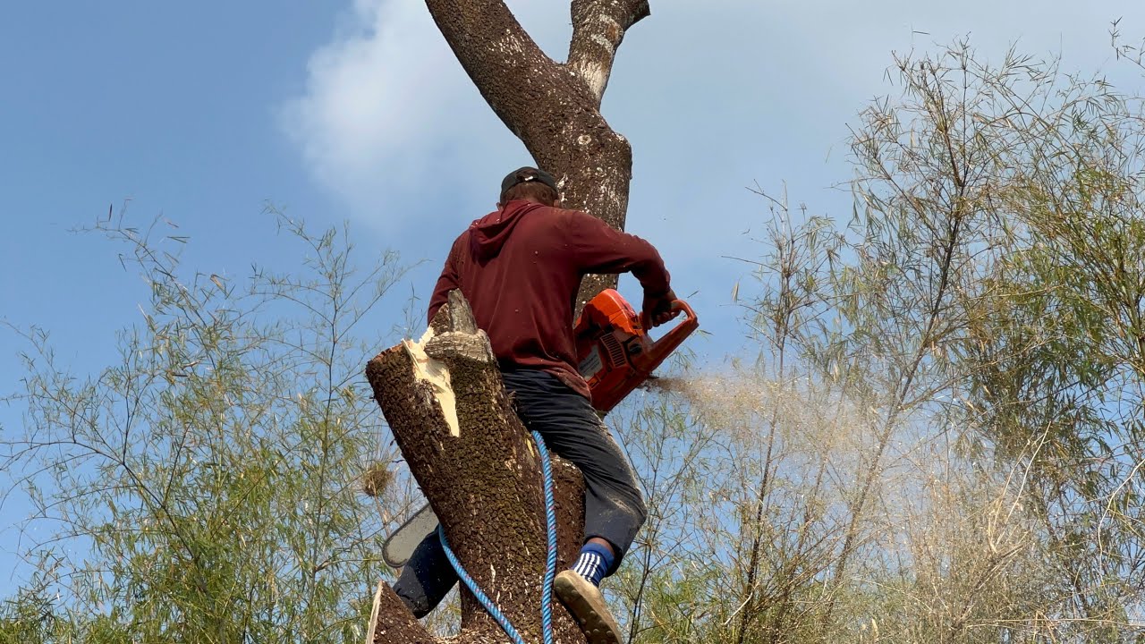 Fast & Dangerous ‼️ Husqvarna 395xp chainsaw, cut down 2 trembesi trees ...