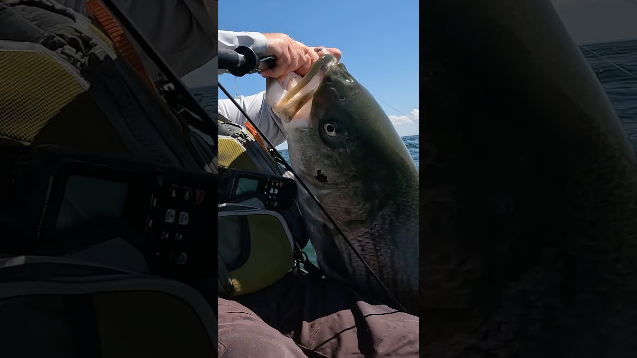 Monster Striped Bass Caught on Kayak 🐟 🔥 
