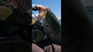 Monster Striped B Caught On Kayak