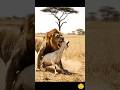 Lion Attacks Goat in Broad Daylight! 🫢 #youtubeshorts #animals #shorts #viral