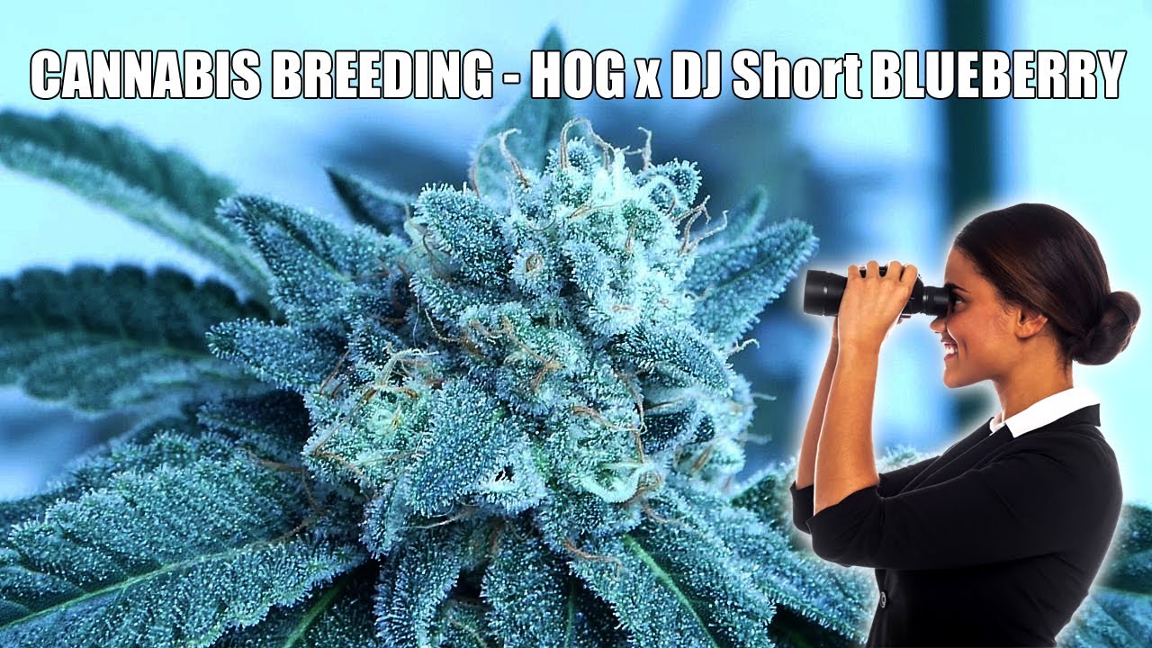 Cannabis Breeding   Hog x D.J.Short Blueberry Hocus Pocus