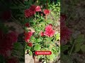 Red Chrysanthemum Ll How To Grow Red Chrysanthemum Ll Red Flower Ll Chamanthi Ll à šà à à à à Red Chrysanthemum Ll How To Grow Red Chrysanthemum Ll Red Flower Ll Chamanthi Ll à šà à à à à