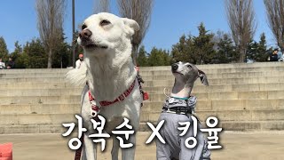 킹율 : "언니 저 마음에 안 들죠?" | [복순로그 Ep.12]