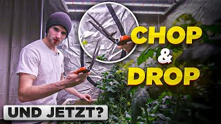 Alles was du über Cover Crop  bei Living Soil wissen musst! Chop&Drop