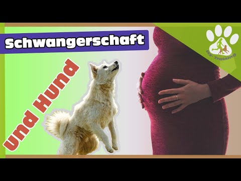 Video: Wie können Hunde fühlen, wenn Sie schwanger sind? Was sind andere Verhaltenszeichen?