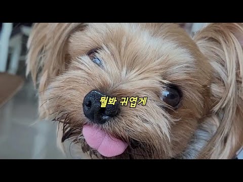 리라블랑