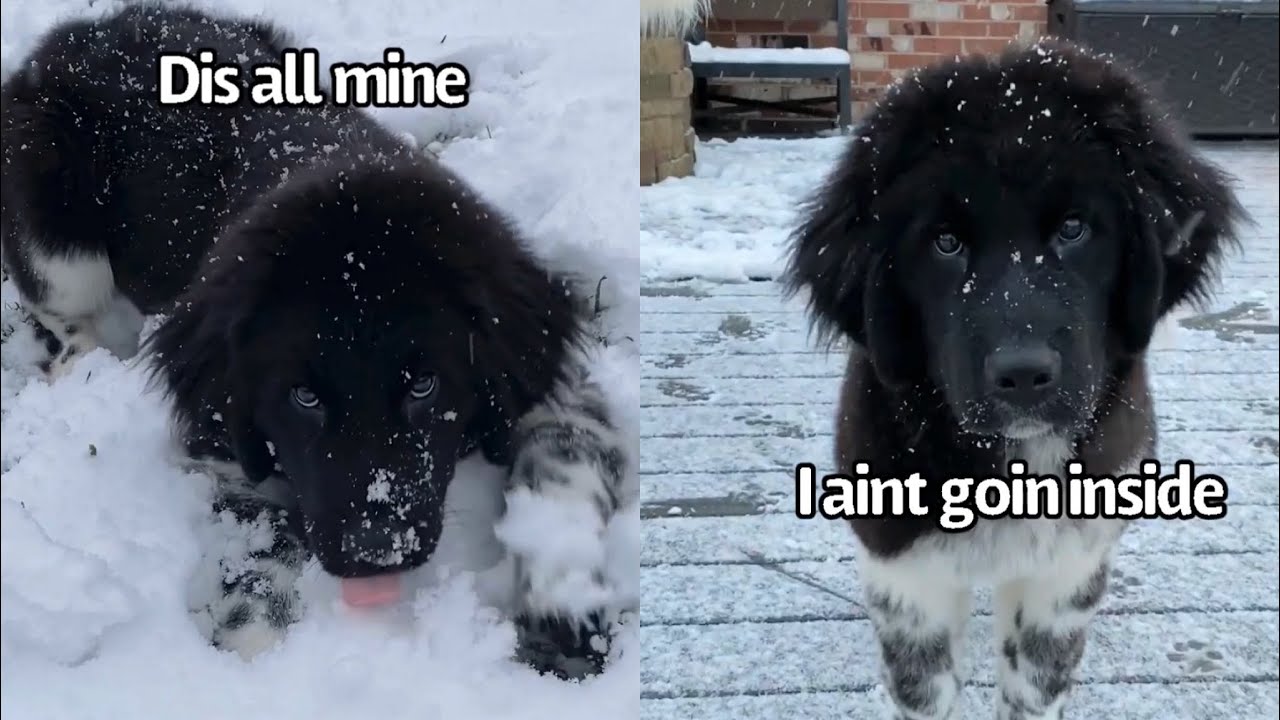 newfoundland puppies youtube