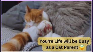 You're Life will be Busy,Once You become a Cat ParentFunny Cat Video Make You LaughMust Watch Full